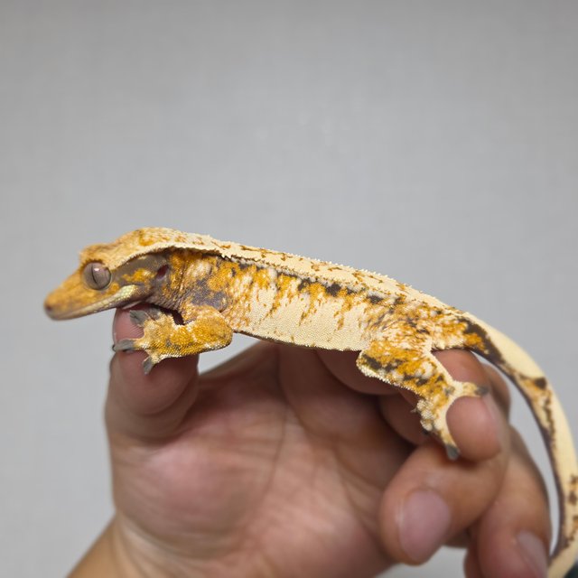 드리피 화이트스팟 트라이 익스트림할리퀸