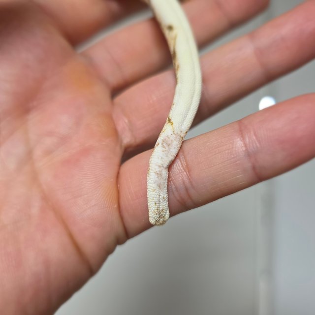 화이트스팟 트라이 익스트림할리퀸