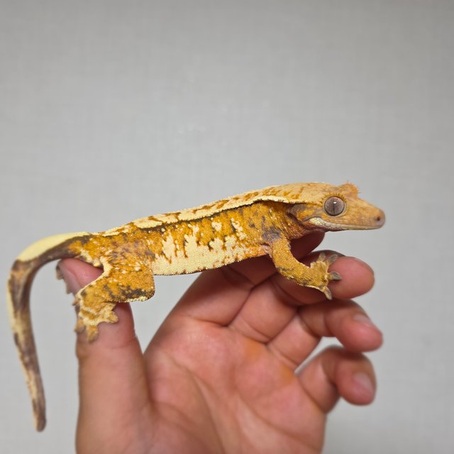 화이트스팟 트라이 익스트림할리퀸