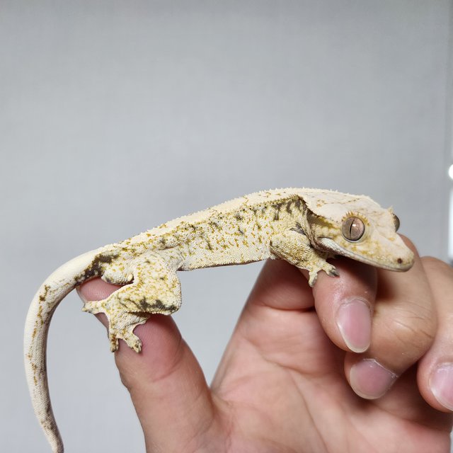 드리피 화이트스팟