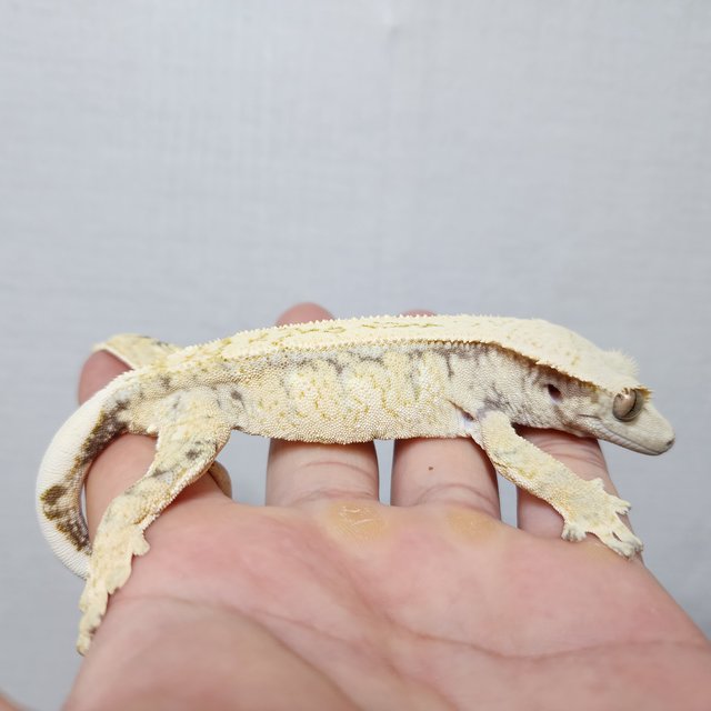 드리피 화이트스팟