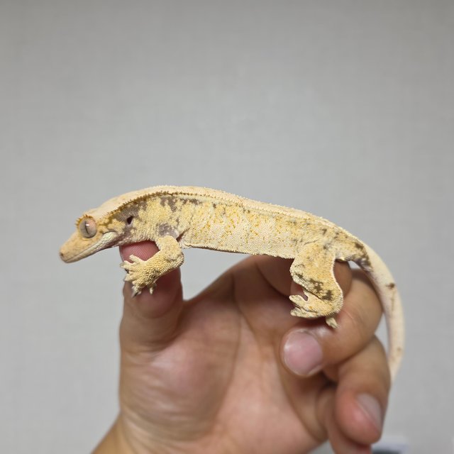 드리피 화이트스팟