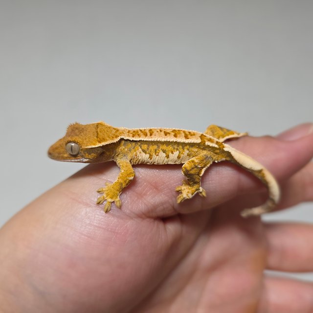 텐저린 트라이 익스트림할리퀸