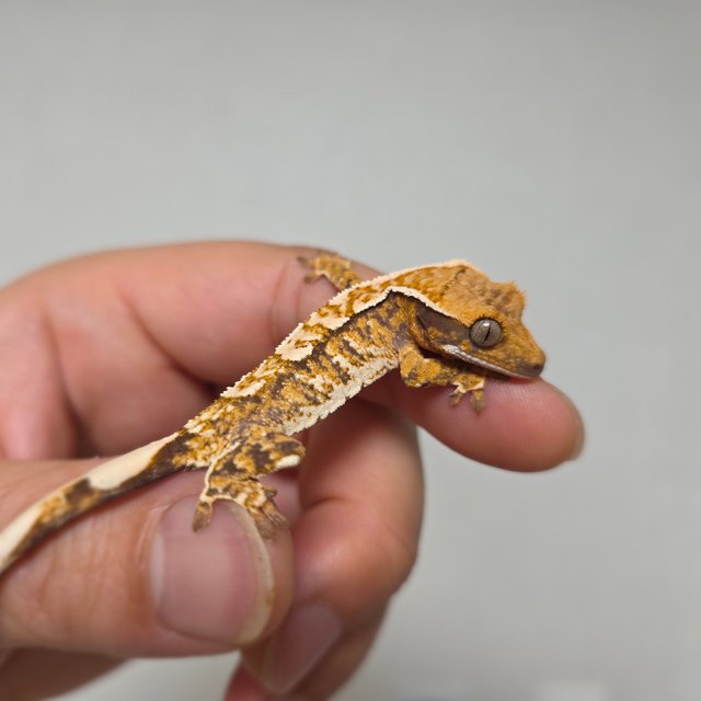 텐저린 트라이 익스트림할리퀸