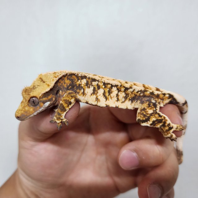 텐저린 트라이 익스트림할리퀸