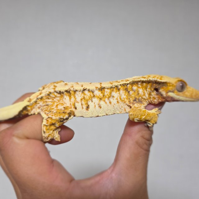 화이트스팟 트라이 익스트림할리퀸