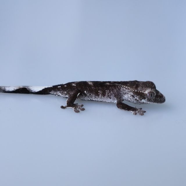 아잔틱