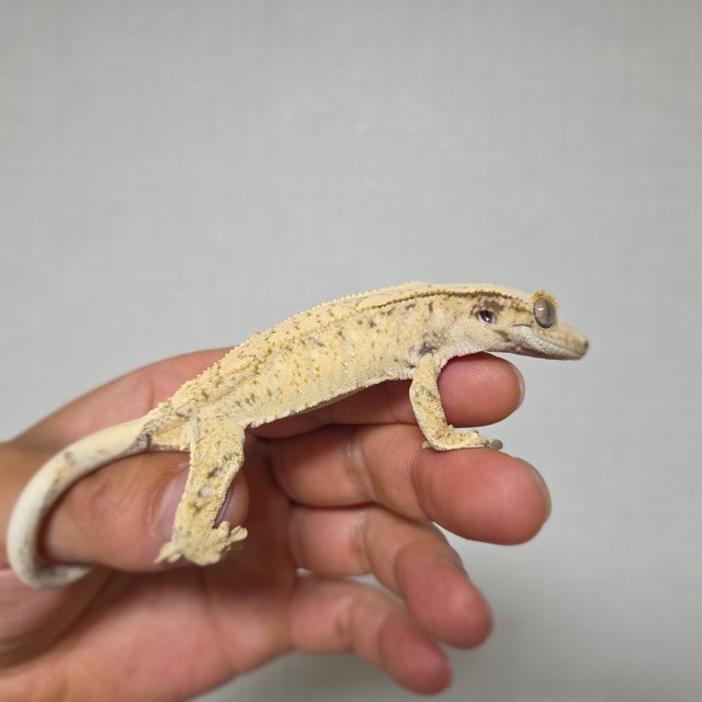 드리피 화이트스팟