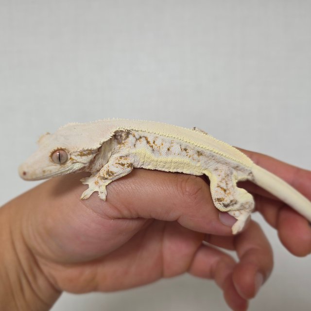 솔리드백 릴리화이트