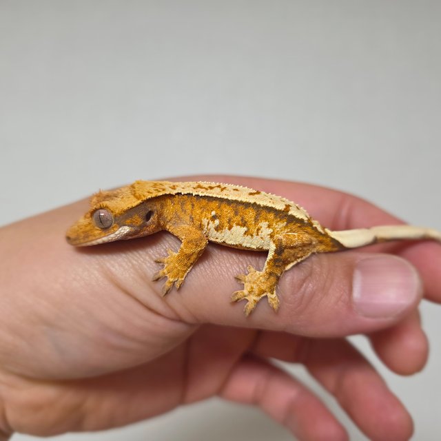 텐저린 트라이 익스트림할리퀸