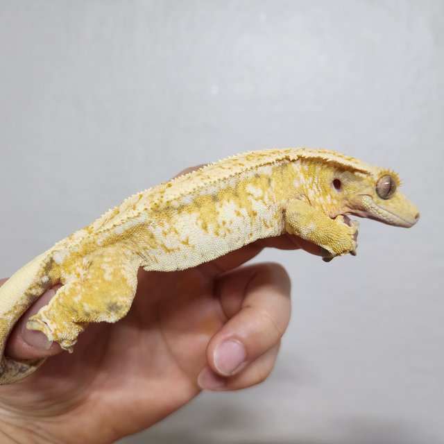 드리피 화이트스팟 트라이 익스트림할리퀸