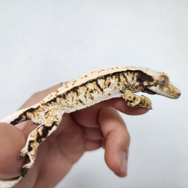 화이트스팟 트라이 익스트림할리퀸