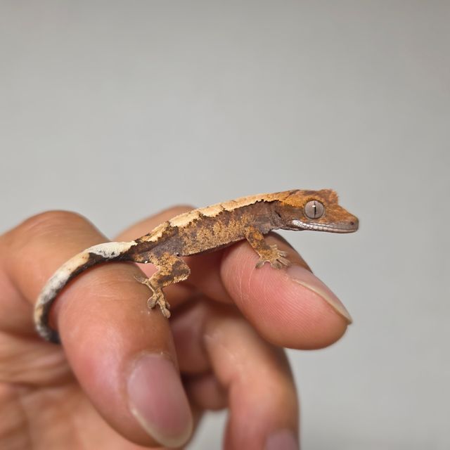 100%헷아잔틱 세이블