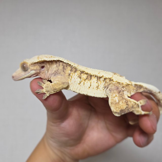 화이트스팟 트라이 익스트림할리퀸