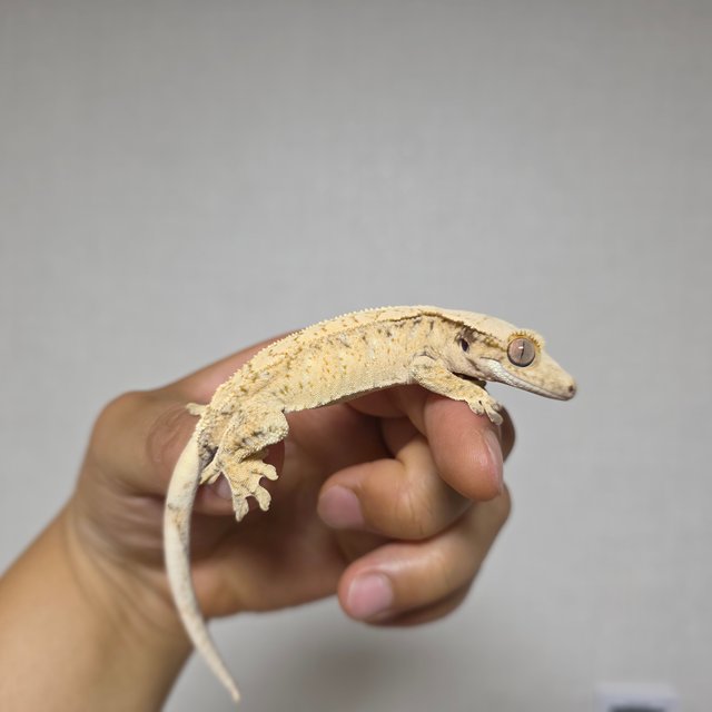 드리피 화이트스팟