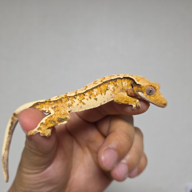 화이트스팟 트라이 익스트림할리퀸