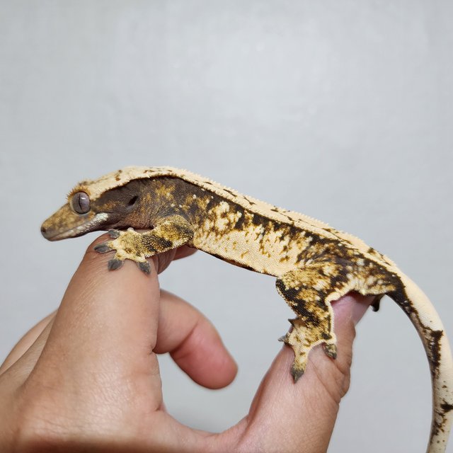 화이트스팟 트라이 익스트림할리퀸