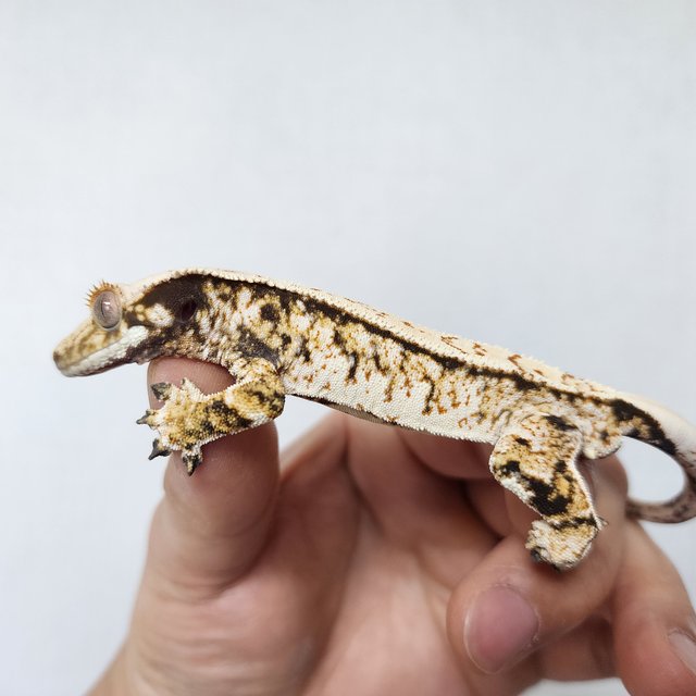 화이트스팟 트라이 익스트림할리퀸