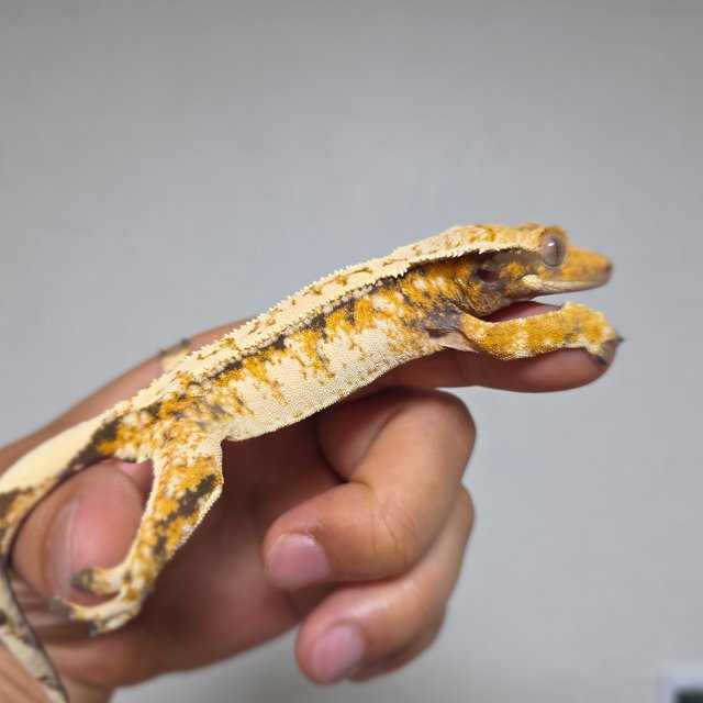 드리피 화이트스팟 트라이 익스트림할리퀸