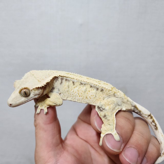 드리피 화이트스팟