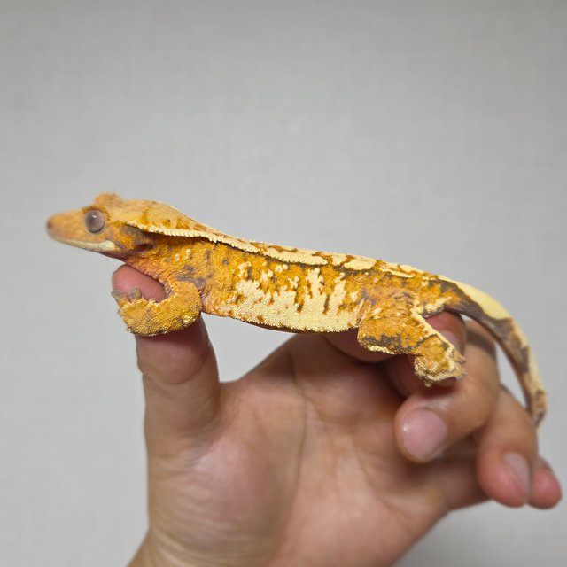 텐저린 화이트스팟 트라이 익스트림할리퀸