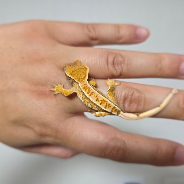 텐저린 트라이 익스트림할리퀸