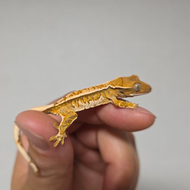 텐저린 트라이 익스트림할리퀸