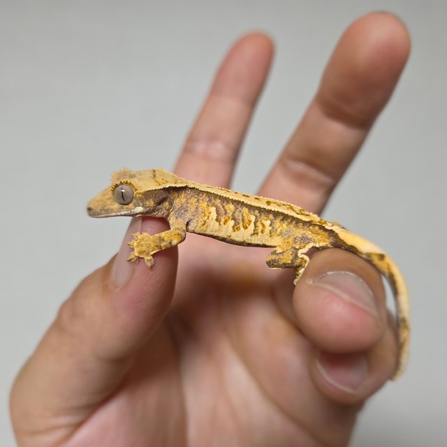 트라이 익스트림할리퀸