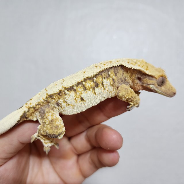 화이트스팟 트라이 익스트림할리퀸