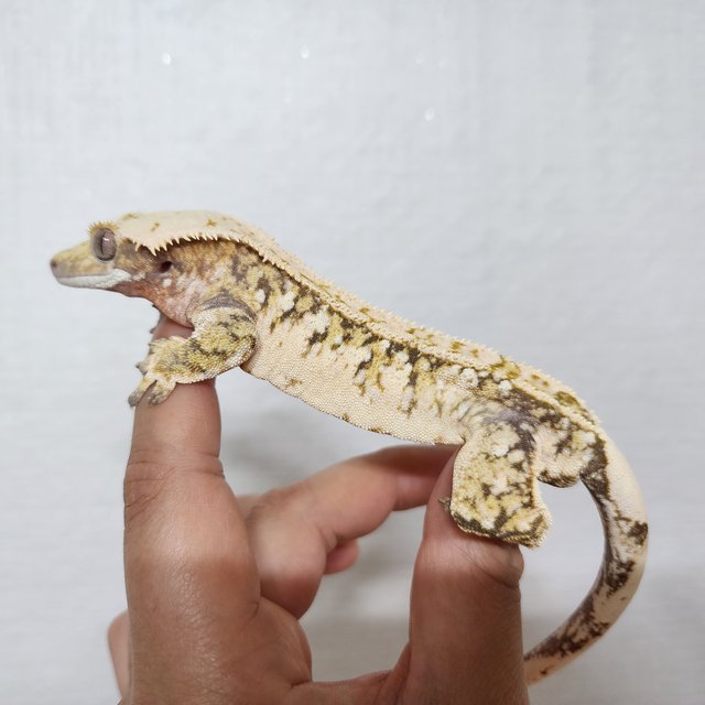 화이트스팟 트라이 익스트림할리퀸