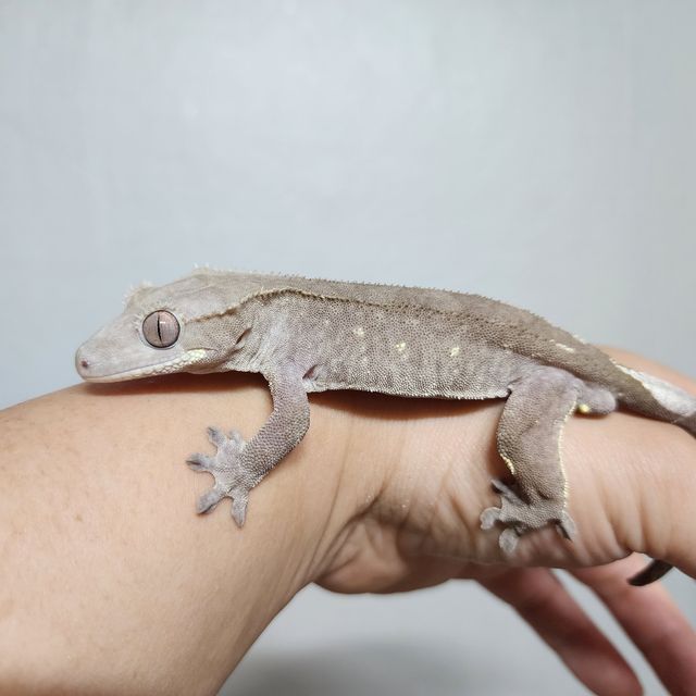 아잔틱
