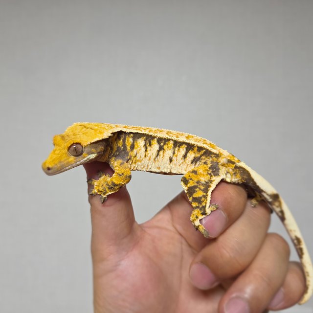 핀스트라이프 트라이 익스트림할리퀸