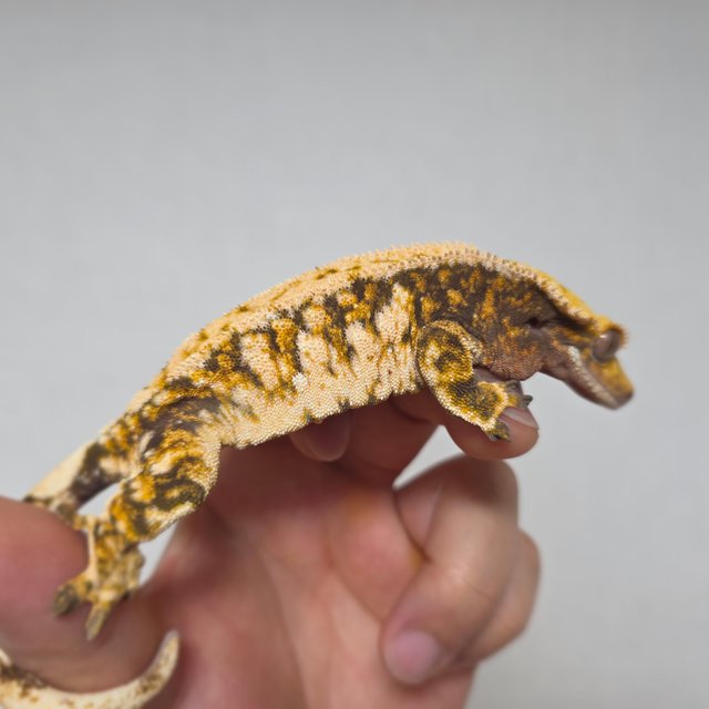 화이트스팟 트라이 익스트림할리퀸