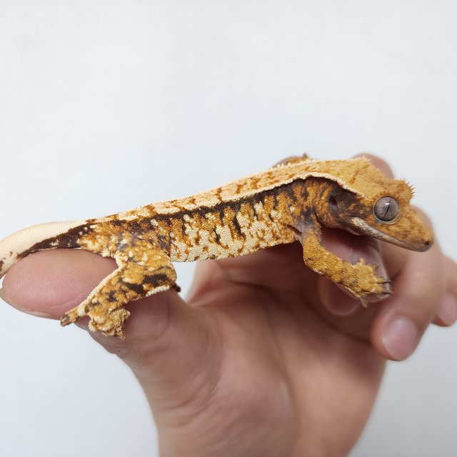 텐저린 트라이 익스트림할리퀸