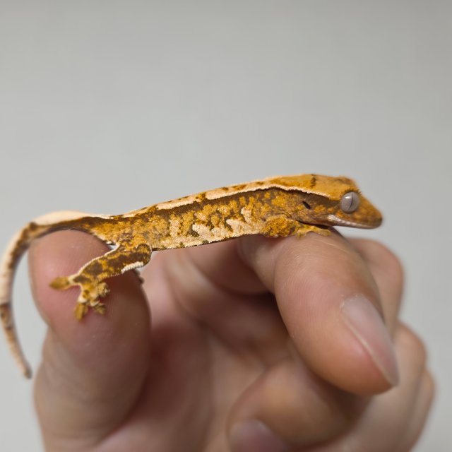 텐저린 트라이 익스트림할리퀸