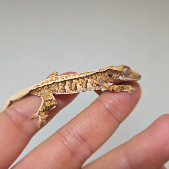 화이트스팟 트라이 익스트림할리퀸