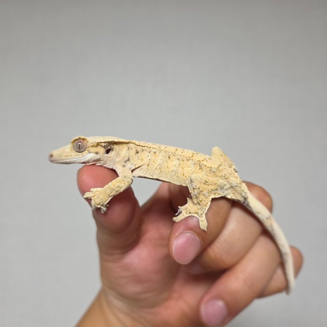 드리피 화이트스팟