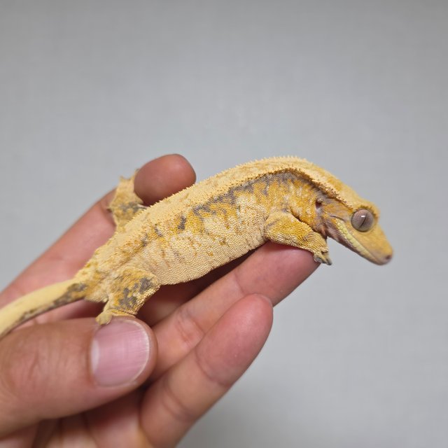 트라이 익스트림할리퀸