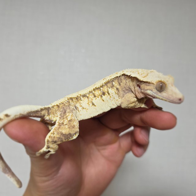 화이트스팟 트라이 익스트림할리퀸