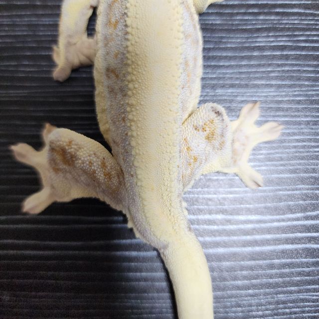 릴리화이트