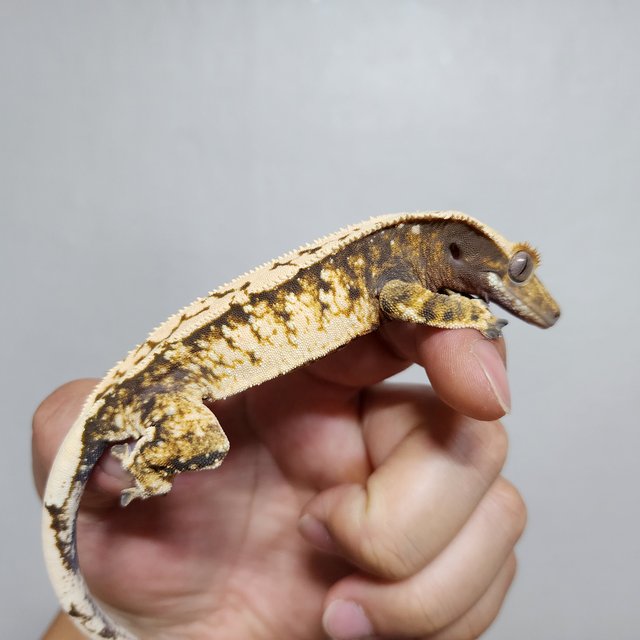 화이트스팟 트라이 익스트림할리퀸