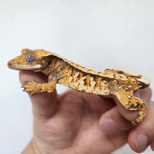 화이트스팟 트라이 익스트림할리퀸