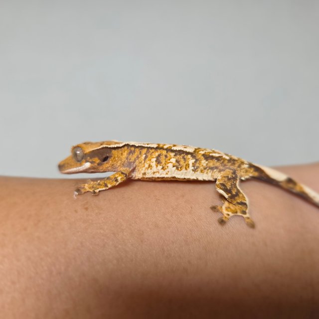 텐저린 트라이 익스트림할리퀸