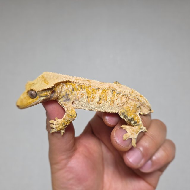 텐저린 화이트스팟 트라이 익스트림할리퀸