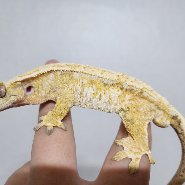 드리피 화이트스팟 트라이 익스트림할리퀸