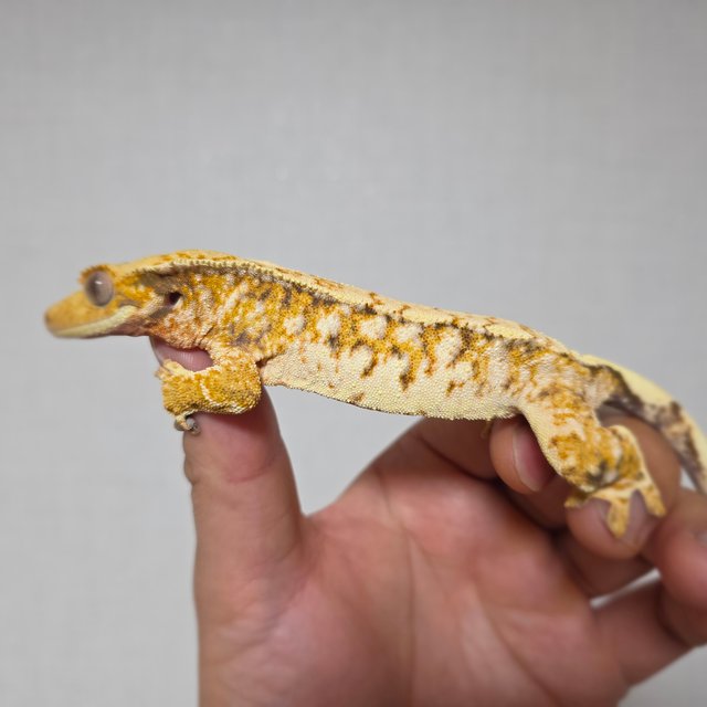 화이트스팟 트라이 익스트림할리퀸