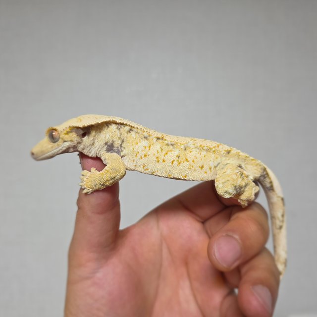 드리피 화이트스팟