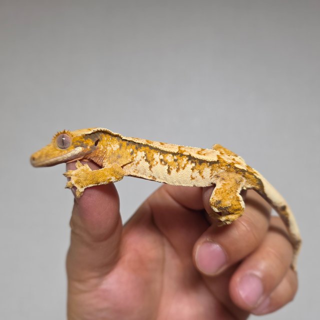 화이트스팟 트라이 익스트림할리퀸