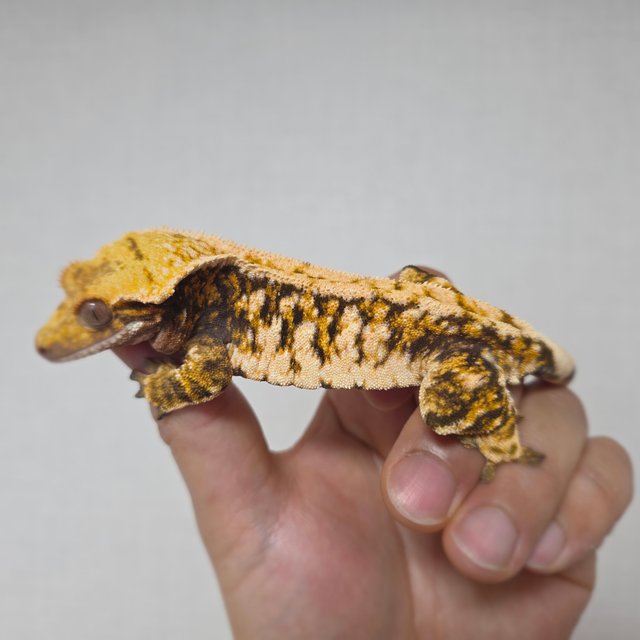 화이트스팟 트라이 익스트림할리퀸