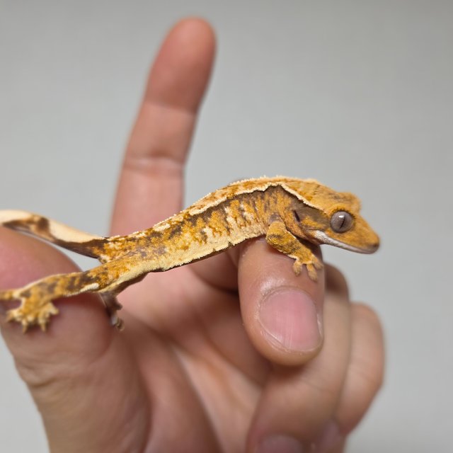 텐저린 화이트스팟 트라이 익스트림할리퀸